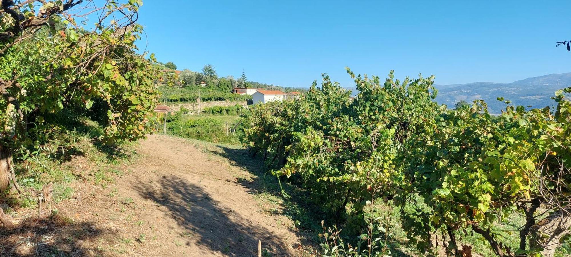 Quinta Dos Castros Douro Villa Baião Exterior photo